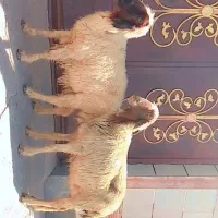 گوسفند اصل درجه یک
