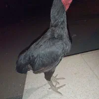 مرغ ترک لاری