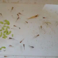 گوپی و بچه گوپی نژاد فول رد بلک طلایی و