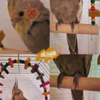 دو عدد عروس هلندی+قفس و وسایل