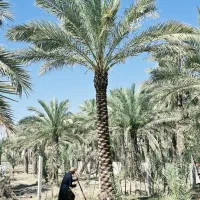 گیلان سبز نخل پالم فونیکس تنها مرجع رسمی ایران