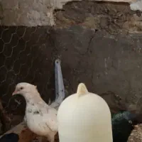 سوسنگرد