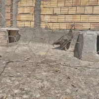 بوقلمون ماده درشت بایک جوجه