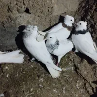 کبوتر طوقی