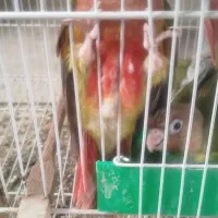 گرینچیک ملنگو
