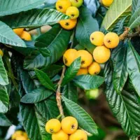 ازگیل ژاپنی ( امبو ) امبه امبوه انبوه