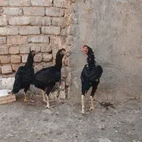 مرغ خروس لاری