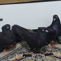 سیاه آبادانی