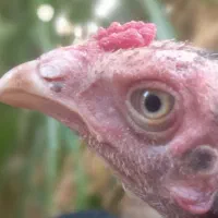 جوجه لاری