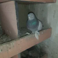 کبوتر|پرنده|شاهین دژ, |دیوار