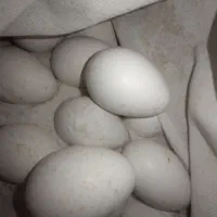 تخم بوقلمون نطفه دار