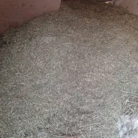 یونجه