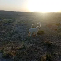 میش وبره ماده