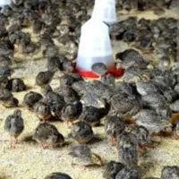 بلدرچین یک ماهه سالم وسرحال