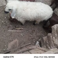 بره نر
