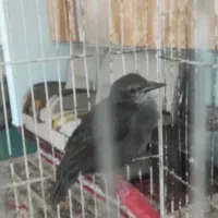 جوجه سار دستی