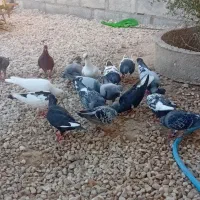 کبوتر معاوضه با مرغ و خروس