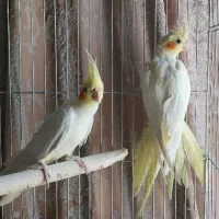 پرنده