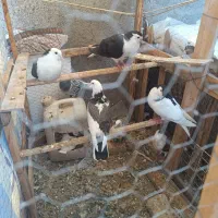 کبوتر رنگه