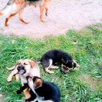 توله سگ ژرمن