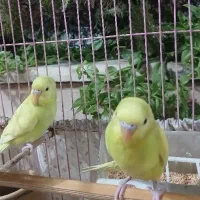 مرغ عشق