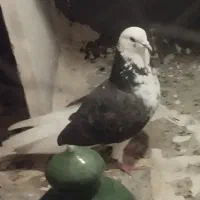 کفتر فوق العاده
