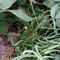 لوبیا سبز تازه درجه 1