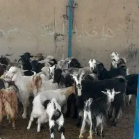 بز کهره دار