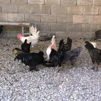 مرغ خروس محلی اصل خورموج