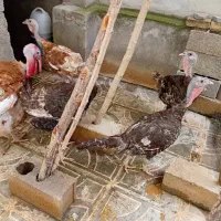 بوقلمون بالغ نر و ماده برنز و بوربورن فروشی
