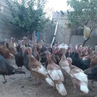 بوقلمون ماده۷ماهه