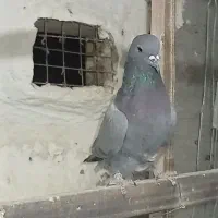 کفتر|پرنده|نهاوند, |دیوار