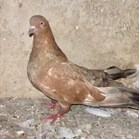 کبوتر کله ای طلایی زرد خوشرنگ اسپورت نر