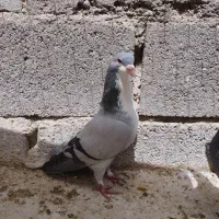 جفت نر|پرنده|زاهدان, |دیوار