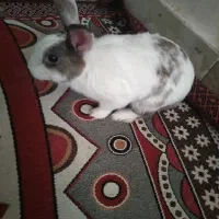خرگوش