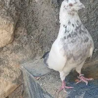 کبوتر|پرنده|دهلران, |دیوار