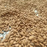 بادام درختی ارگانیک