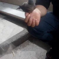 گمشده جوجه مینا