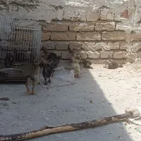 برهما