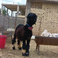 بره قوچ  نرمیش.