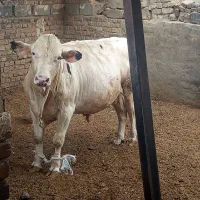پنج عدد گوساله نر