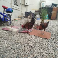 تعدادی مرغ و خروس سالم