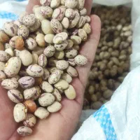 لوبیا چیتی کیلویی 240زیر قیمت بازار