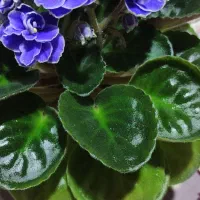 گل بنفشه|گل و گیاه طبیعی|رشت, کوی مهر|دیوار