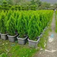 خدمات باغبانی کرج مهرشهر مهر ویلا عظیمی گل کاری