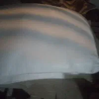 بره و کهره بز میش  آبست