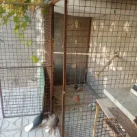 قفس|لوازم جانبی حیوانات|شیروان (خراسان), |دیوار