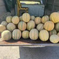 طالبی درجه یک