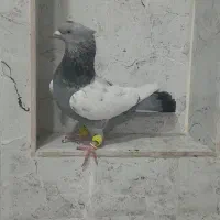 کفتر|پرنده|شیراز, گچی|دیوار