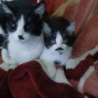 بچه گربه ماده مهربون